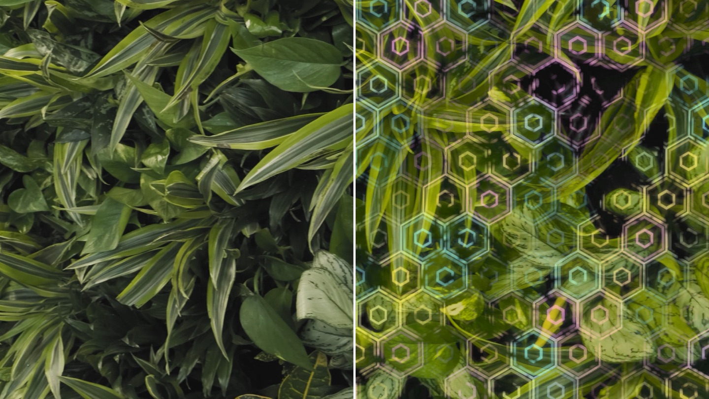 A clip of dense green leaves, split down the middle: the original on the left, the same leaves with a glowing geometric pattern grown over them on the right