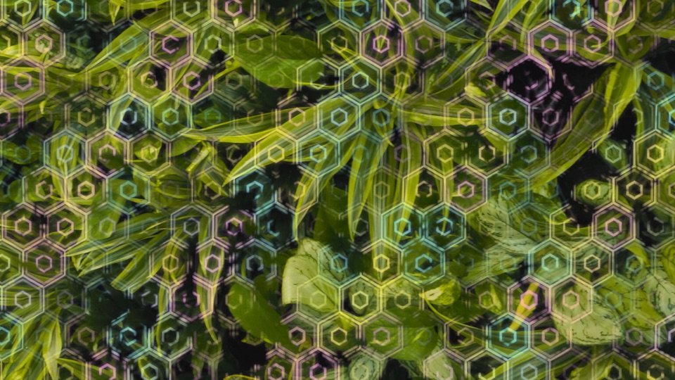 Hive Ripples: a glowing honeycomb grown over dense leaves