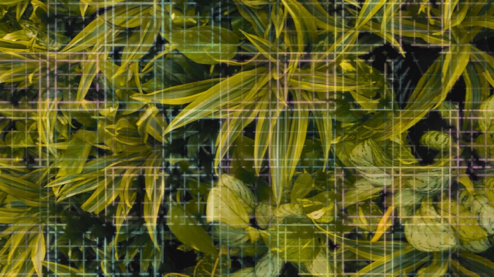 Mirrored Doorway: square tiles opening into smaller squares over dense leaves