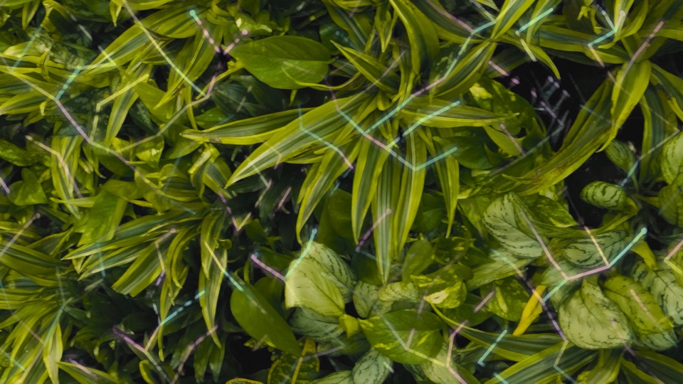 Mycelium: a branching root network with glowing tips over dense leaves